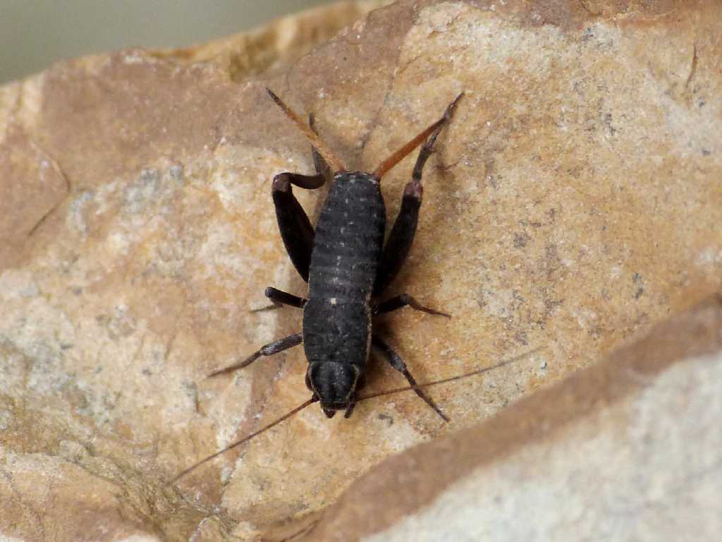 Giovane Mogoplistes brunneus? - Tolfa (RM)